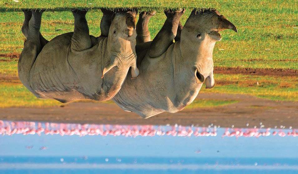 Neshorn med en flokk flamingoer i bakgrunnen i Lake Nukuru - Safari i Kenya og badeferie på Zanzibar Måltider inkludert: Frokost Dag 8-13: Zanzibar På Zanzibar har dere dagene til fri disposisjon.