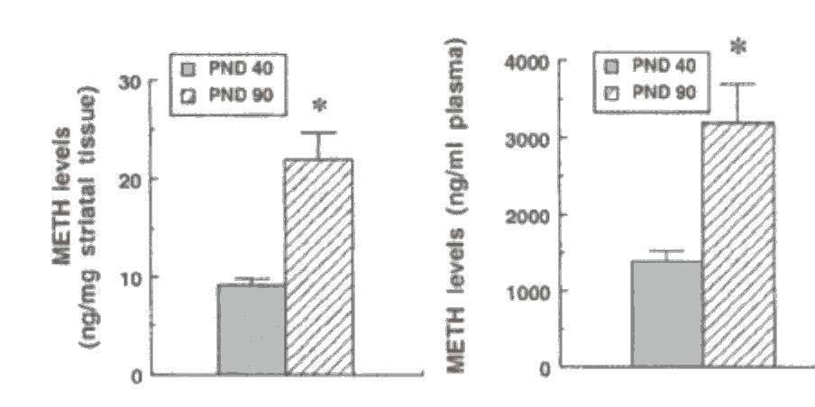 Neurotoxicity A neurotoxic regimen of METH: - Demonstrates