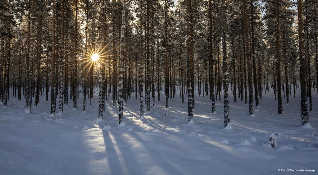 «Med norsk fornybar Silva Green Fuel AS energi og biomasse kan vi gjøre transportsektoren vår tilnærmet utslippsfri» - Christian Rynning-Tønnesen, konsernsjef, Statkraft Silva Green Fuel AS skal