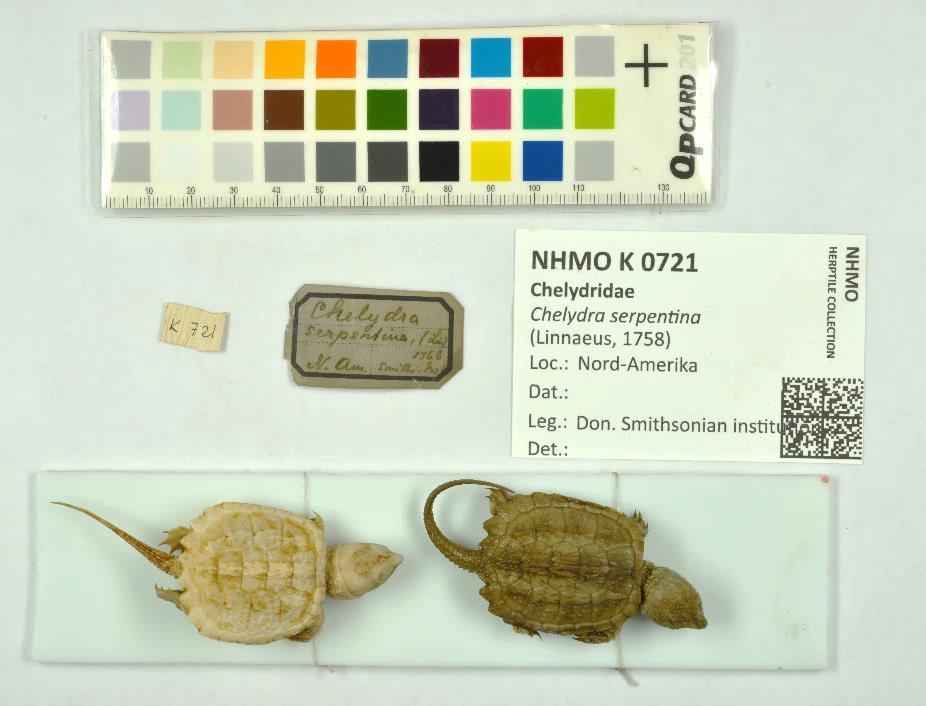 Naturhistorisk museum (NHM) lav og mosesamlingsdata har blitt migrerte til MUSITs lavog moseapplikasjon.