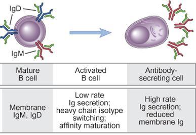 Gjenkjenning av mikrobielle produkter i ervervet immunitet: BcR, TcR, MHC B celle reseptor (BcR) T celle reseptor (TcR)