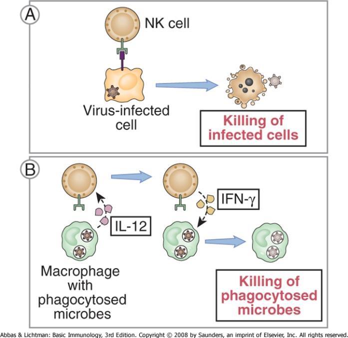 Natural killer celler (i dag definert inn under ILC men fortsatt presentert som egen celletype