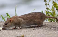 Dyrevelferd Rotter og mus viser at de bryr seg om andre individer som lider. Det er påvist at rotter kan le.