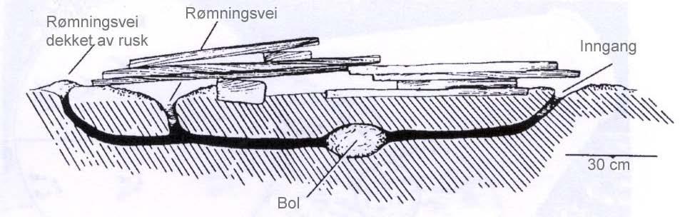 Gnagere - biologi Eksempel på hvordan rotter graver ut bol og ganger i bakken. Legg merke til rømningsveiene.