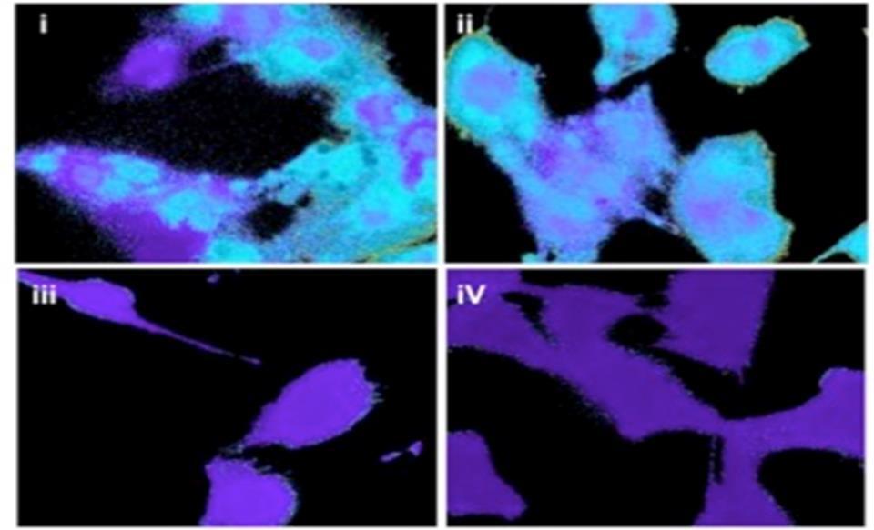 Lipophilic chemicals from diesel exhaust particles trigger calcium response in human endothelial cells via aryl hydrocarbon receptor nongenomic signaling Invited, special edition IJMS - Økning i