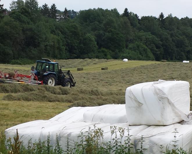 gress og korn Dyrking av vinterfôr legger beslag på dyrkbar jord traktor kommer ikke langt i skog og på fjellet Det er ca 10