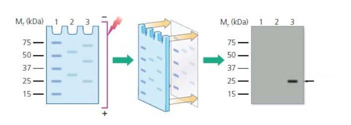 IMMUNOBLOT (WESTERN BLOT) Analytt Figur fra: http://www.axelbiotech.com/product-info/immunology-reagent-post/xifangmodianfawesternblot (15.11.