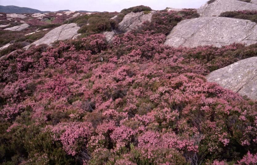 74 Røsslyng er en av karakterartene langs kysten. Om høsten får landskapet et rosa-lilla skjær. Røsslyngen må forynges helst hvert 25-30 år ved brenning. Ung lyng er gode beiteplanter.