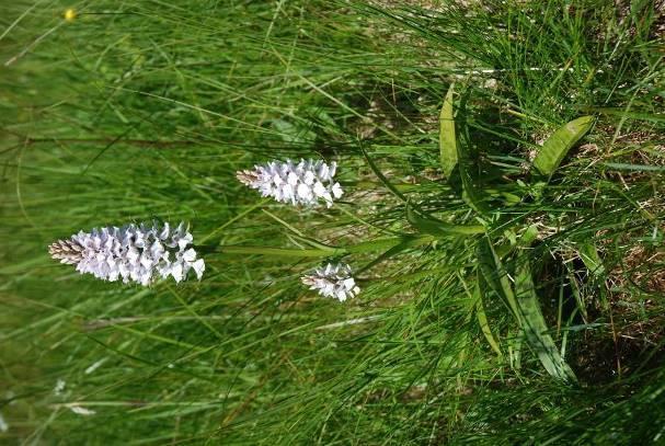 87 egnet til rekreasjon. Sitkagran er også regnet for et fremmed treslag på Vestlandet og er nå svartlistet (Gederaas et al. 2012). Planten sprer seg med frø som spirer lett.
