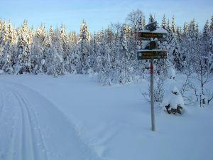 Årsmelding sesongen 2012-2013