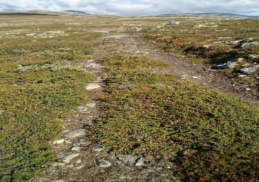 Bilde 1: Kjøresporene mellom grensa for Dalsida landskapsvernområde og Lynningen seter. Foto: Dovrefjell nasjonalparkstyre v/ Carl Bjurstedt.