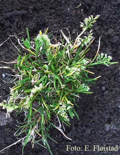 Tunrapp (Poa annua) Vanligvis vinterettårig, men det finnes økotyper som er flerårige eller sommerettårige Rik frøproduksjon med spredning og spiring gjennom hele sesongen Oftest i mer eller mindre