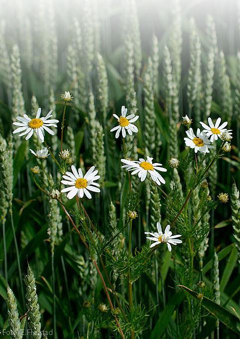 Balderbrå (Matricaria perforata) Toårig av og til vinterettårig Årets rosett krever en kjølig vinter (vernalisering) for å blomstre året etter