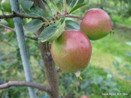 plommevikler Summerred