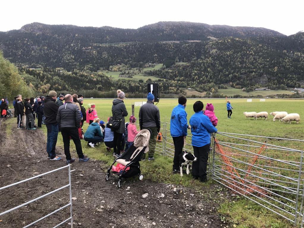 Gjeterhundoppvisning på Tromsnes under kåringsdagen 8. NM saueklipping Årets NM i saueklipping ble dette året arrangert på Kvam i sammen med Nord-Fron, Sør- Fron, Ringebu og Fåvang Sau & Geit.
