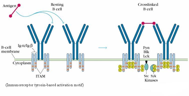 T avh og Tu avh B celleaktivering (signal 1) Aktivering av B celler er basert på fosforylering av tyrosiner på hjelpemolekyler (Iga og Ig ) som er en del av BcR komplekset.