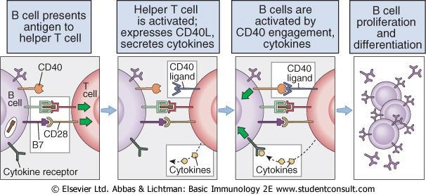 T avh B celler får T celle hjelp til videre differensiering (= signal 2, "første T hjelp") (T avh ) Mrk: selv om B og T celler kjenner igjen samme antigen