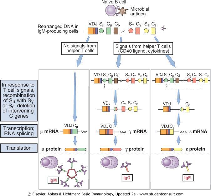 Isotype-skifte Chromosome 14 VDJ = ferdig rekombinert genkompleks for variabel domene C x = gener som