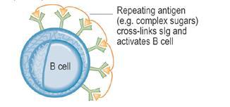 Cellene som aktiveres: bl a marginalsone B celler i milten.