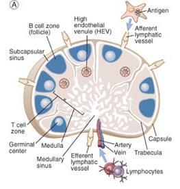 - Lymfeknuter: HEV - Milt: venøse sinuser Segregering i B og T