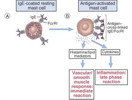 Effektorfunksjoner av antistoffer etter klasse IgM aktivering av komplementsystemet agglutinerer IgA forekommer i
