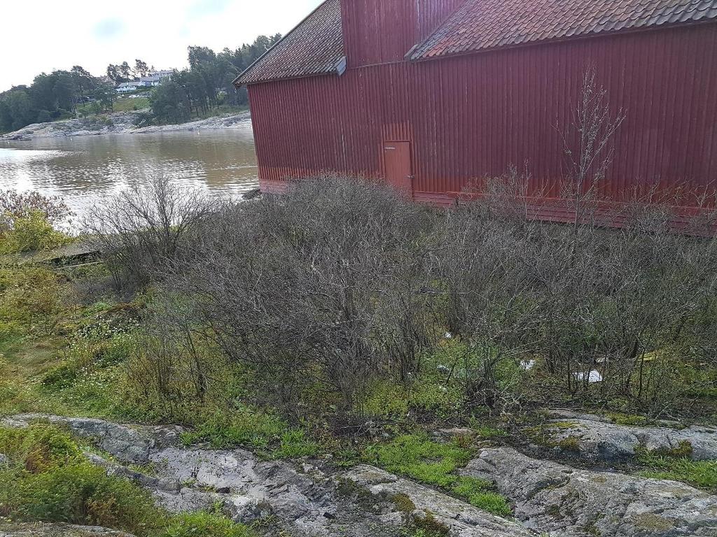 skyldes at det var vanskelige værforhold når andre sprøyting var planlagt på sensommeren.