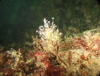 13m Polyppdyret Tubularia indivisa var vanlig på Steinholmen fra 10 til 15 m dyp.