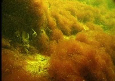 Fra en halv meter og ned til 5-6m dyp vokste grønndusk (Cladophora cf. sericea), avbleket og brunlig av diatoméer sammen med kjededannende bentiske diatoméer.