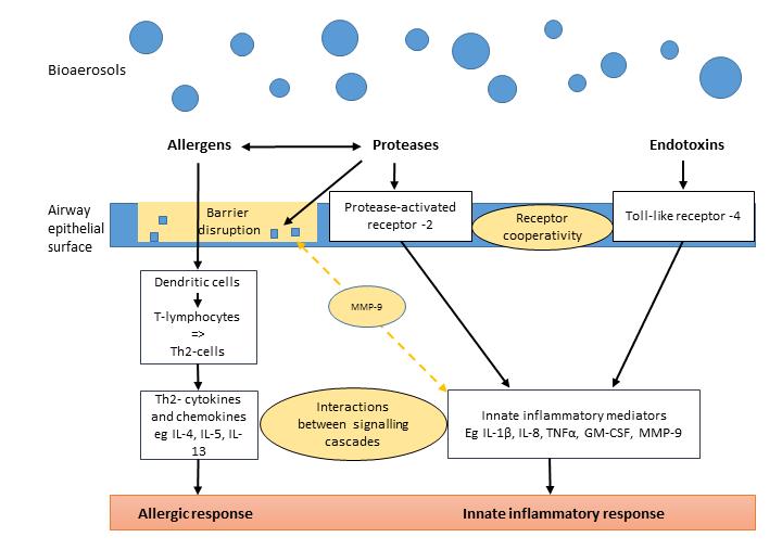 Bioaerosoler er en blanding av ulike molekyler med biologisk aktivitet Symptomene er ofte de samme: Hoste Tung pust Piping Oppspytt