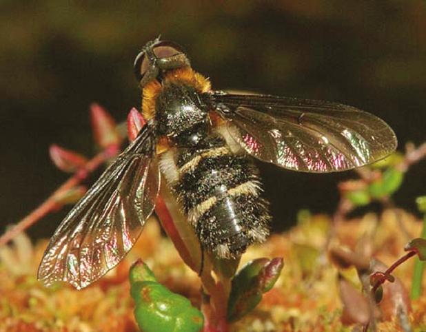 Nål i høystakk - eller hvordan en hytte fikk navn Morten Falck Det er mange måter å fange insekter på. Vi er ikke begrenset til tilfeldig innsamling med håv, vi kan bruke feller og lokkemidler.