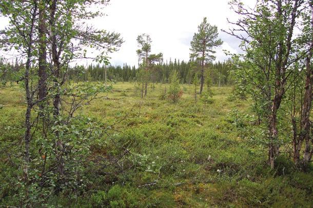 finne, men ingen slående sjeldenheter. Sissel ble utålmodig. Det skal man ta hensyn til når man har en ektefelle som hjelper til med fluefangsten.