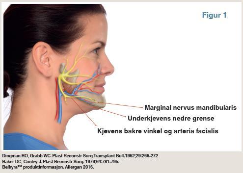 Anatomiske strukturer i halsen Bak arteria facialis Den