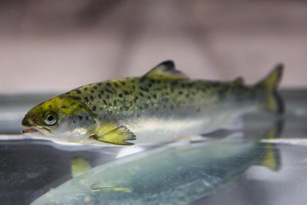 CtrlAQUA skal bidra til å.. 1. sikre helse og velferd hos fisken 2. sikre robust fisk eks ved å identifisere genmarkører for robusthet 3.