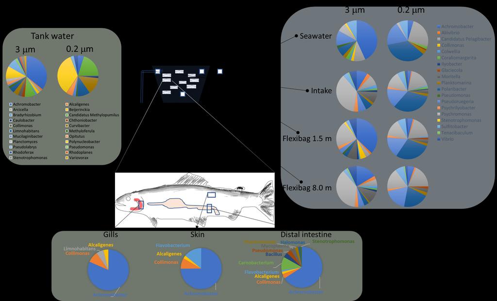 Sikre hele og velferd hos fisken Karakterisering av mikrobiota S-CCS