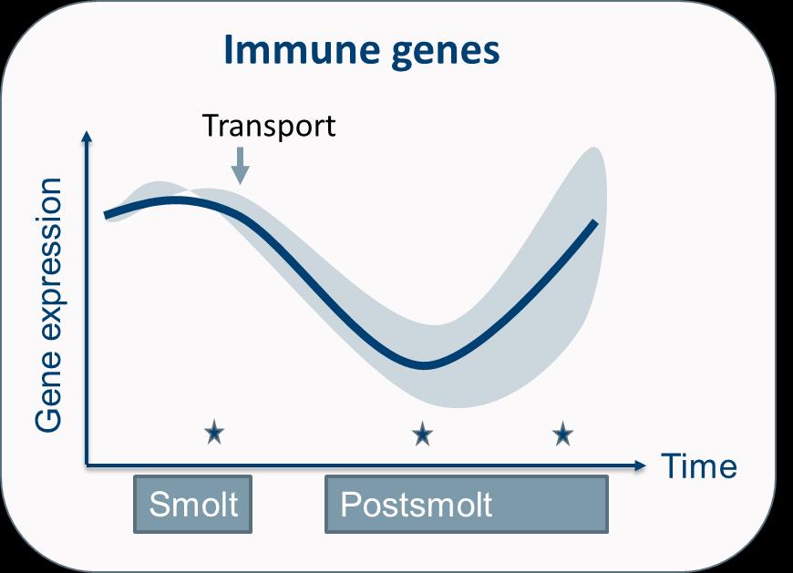 Sikre robust fisk Identifisere genmarkører for robusthet Immun gen ekspresjon - Reduseres 1 mnd etter utsett - Øker etter 4 mnd Skinn gen transkripsjon Christian R Karlsen (Nofima) Genmarører