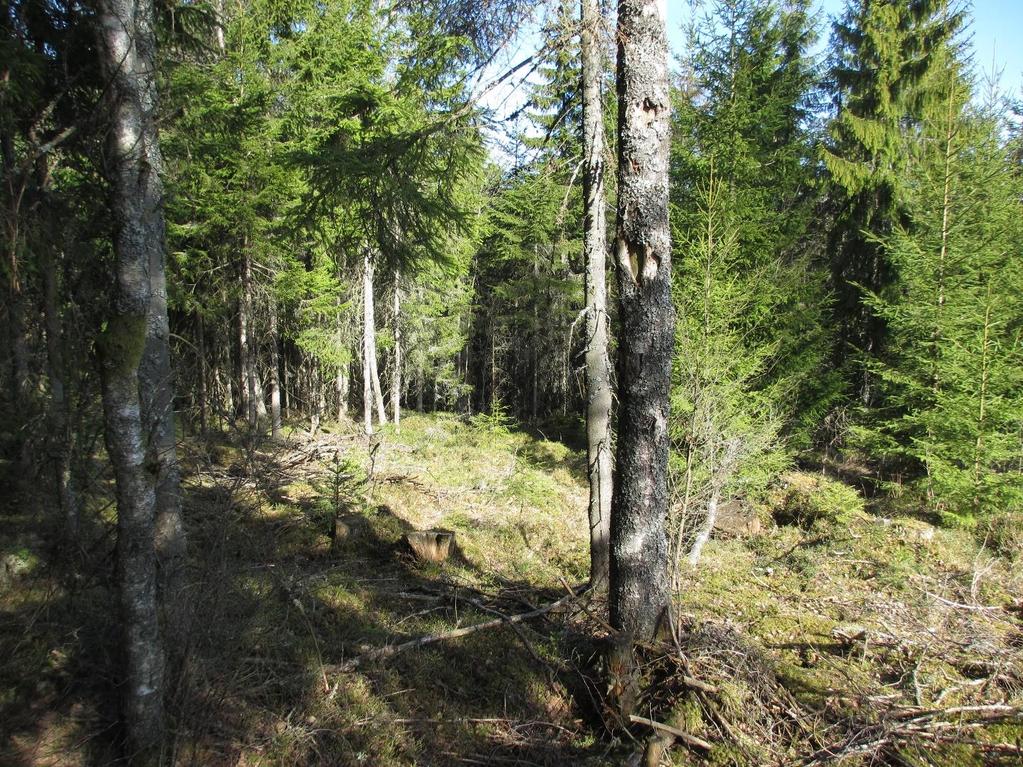 På grunn av vegetasjon må det påregnes avvik når det gjelder karfestningen av enkelte prøvestikk kontra den reelle situasjonen i terrenget.