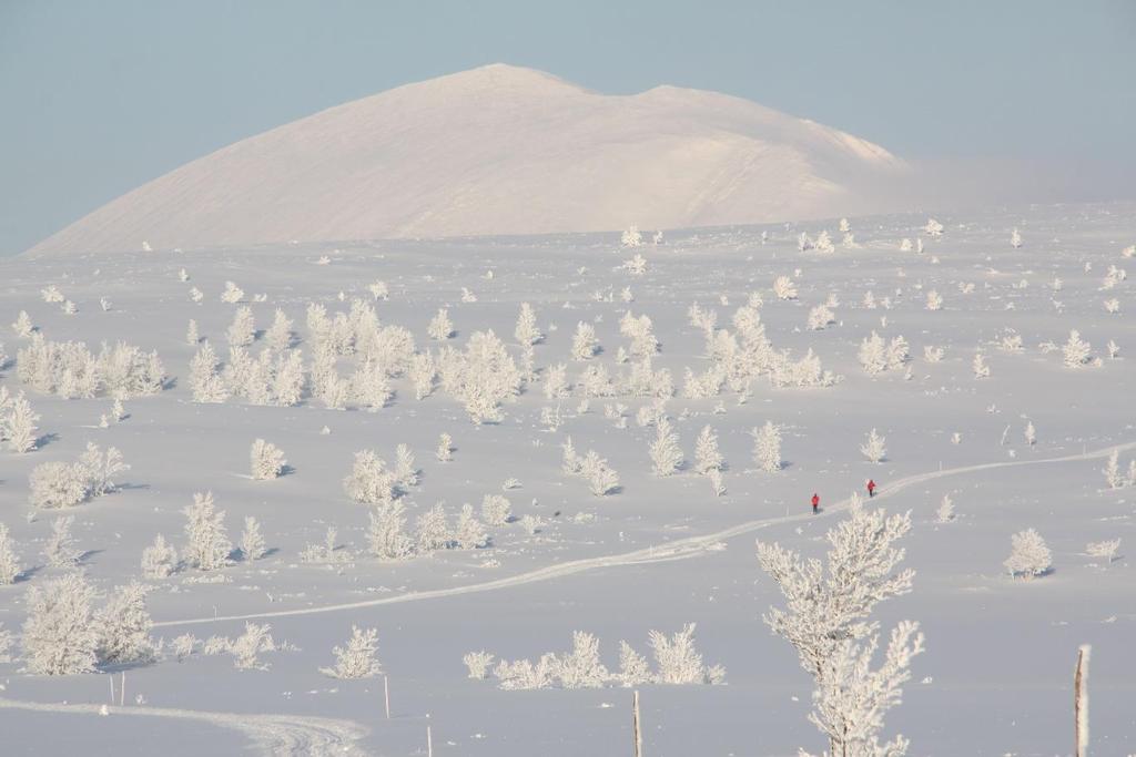Rødt, hvitt og blått To klassiske skiløpere på vei mot toppen av Gråhø. Bak ruver Mukampen (Heidalsmuen).