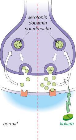 regulerer Dopamin Serotonin Avhengighet og