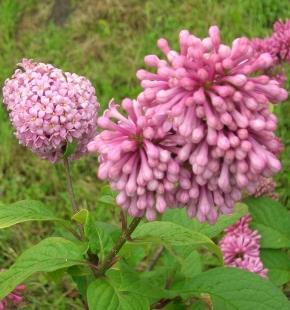 prest. `Nocturne (lila-rosa, einfach) - S. prest. `Royality (lila, einfach) - Syringa meyeri + micr