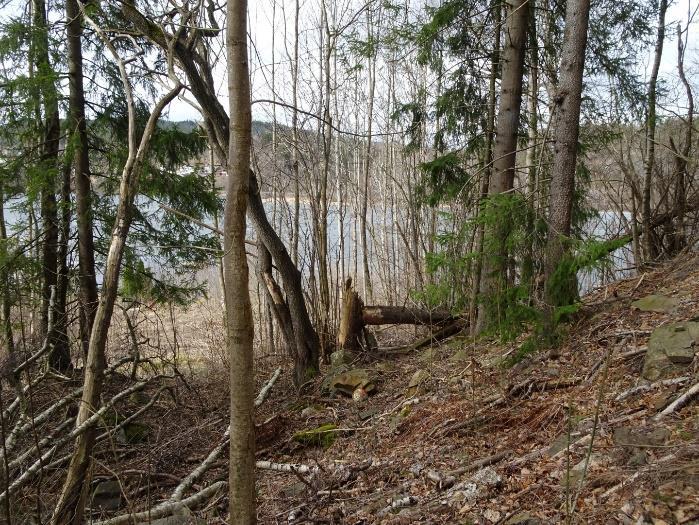 Den omfatter den sørvestvendte skogkledte skråningen nord i planområdet og fortsetter i skråningen videre nordover utenfor planområdet (figur 4). Beskrivelse av lokaliteten følger nedenfor.