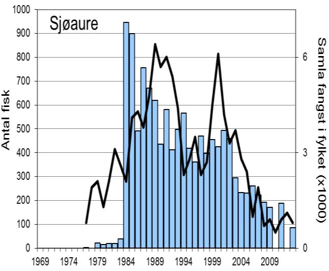 Dei siste fem åra har ein del av laksane vorte sett ut att i elva, i 2011-13 har det utgjort 12-14 % av registrert fangst.