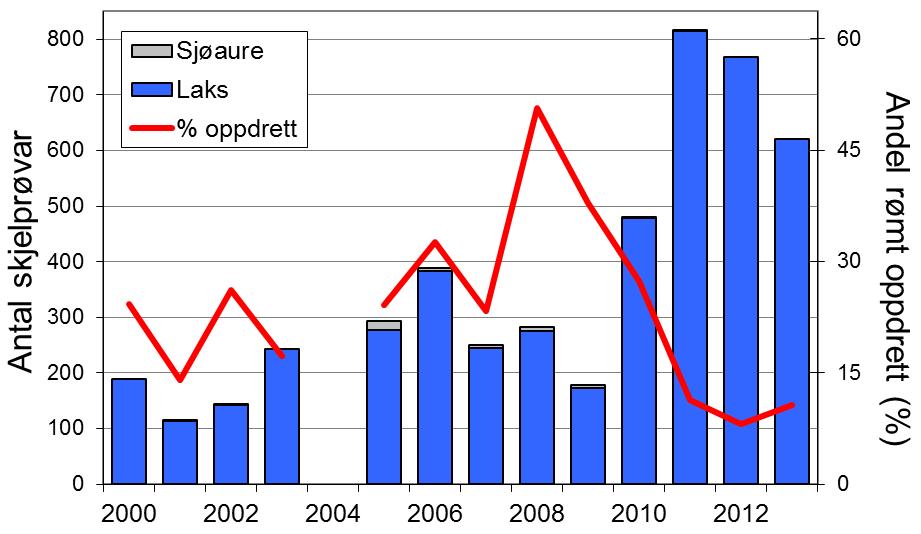 Etter det har all sjøaure som ikkje var for skadd vorte sett ut att i elva. Nedgangen i sjøaurefangstane frå tidleg på 2000-talet har vore stort sett den same som i resten av fylket.