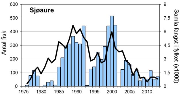 I 2010-12 var fangstane i overkant av 7000 per år, i 2013 var fangsten redusert til 5084 laks (snittvekt 2,1 kg).