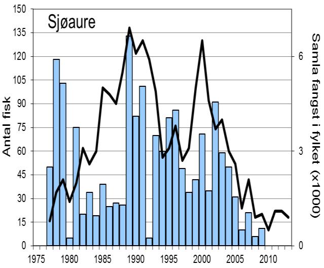 Etter rekordfangsten i 2012, då det vart fanga 768 laks, var det ein reduksjon til 468 laks i 2013.