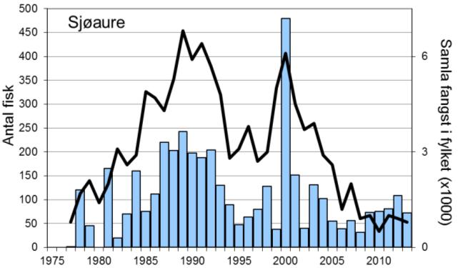 Også i 2011 vart fanga over 1100 laks, før det var ein reduksjon til 784 laks i 2013. Dette er likevel den 3. høgaste fangsten som er registrert.