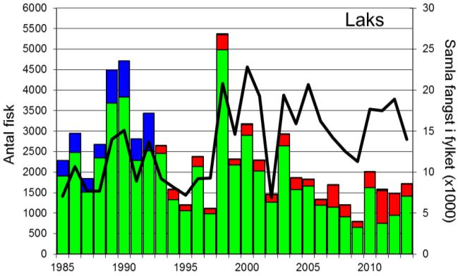 Dei siste fire åra har fangstane lege mellom 1500 og 2000 per år, i 2013 vart det fanga 1715 laks (snittvekt 2,2 kg).