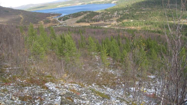 Grunnen er noko myrlendt lengst ned. Blokklendt terreng i nord-aust. Området består av skog med middels til låg bonitet.