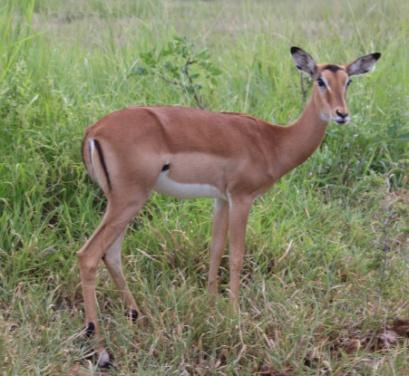 Game drive = kjøretur med safaribilen omkring i parken. Bilen har hevbart tak så dere for en flott utsikt til dyrelivet.