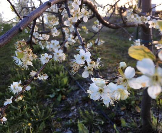 Fruktsatsing i Hjelmeland Det er ei stor satsing på fruktproduksjon i Rogaland for tida, og det er i Hjelmeland det viser mest igjen.