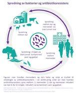 Kom inn og bli kjent med bakterienes verden! Du får vite hvorfor det er dumt å bruke for mye antibiotika, og hva du kan gjøre for å ta vare på de gode bakteriene og redusere antibiotikaresistens.